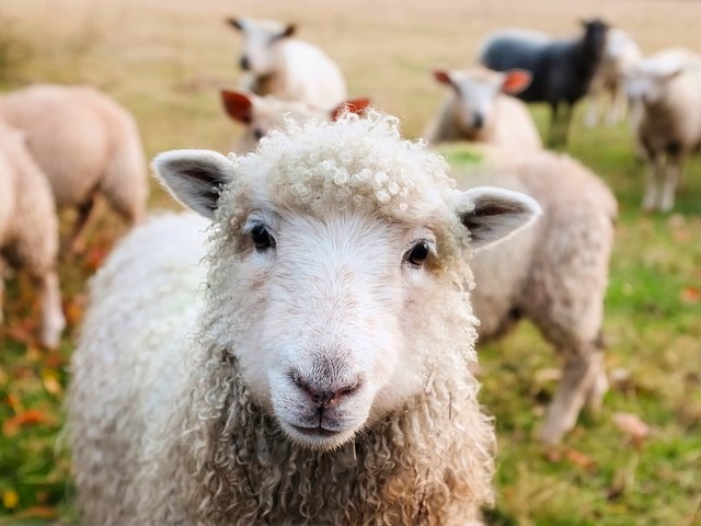 Изображение овцы