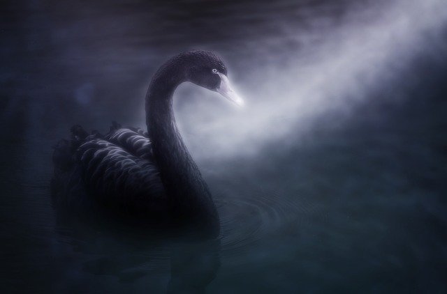 Изображение Черный лебедь
