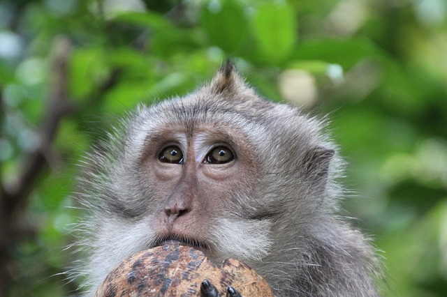 Изображение Monkey with coconut