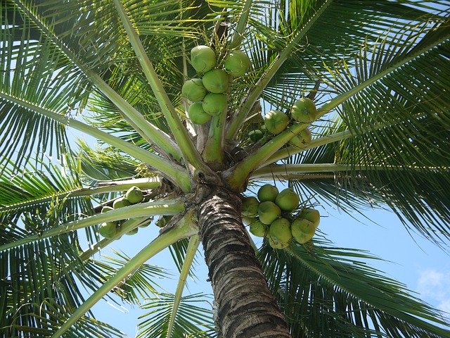 coconut palm